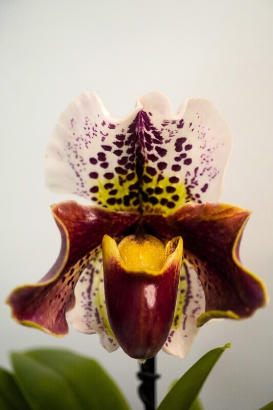 Orchidee GROSSKOPF