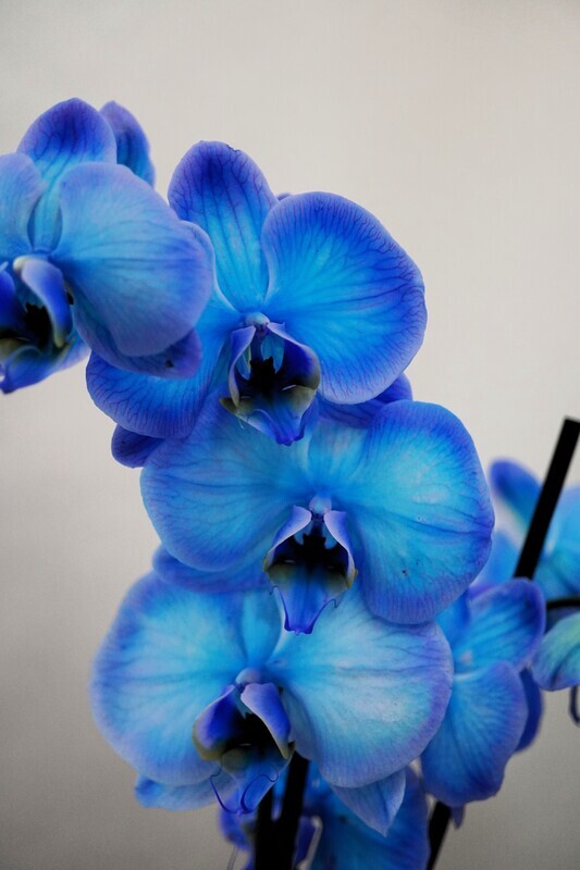 Orchidee BLUE