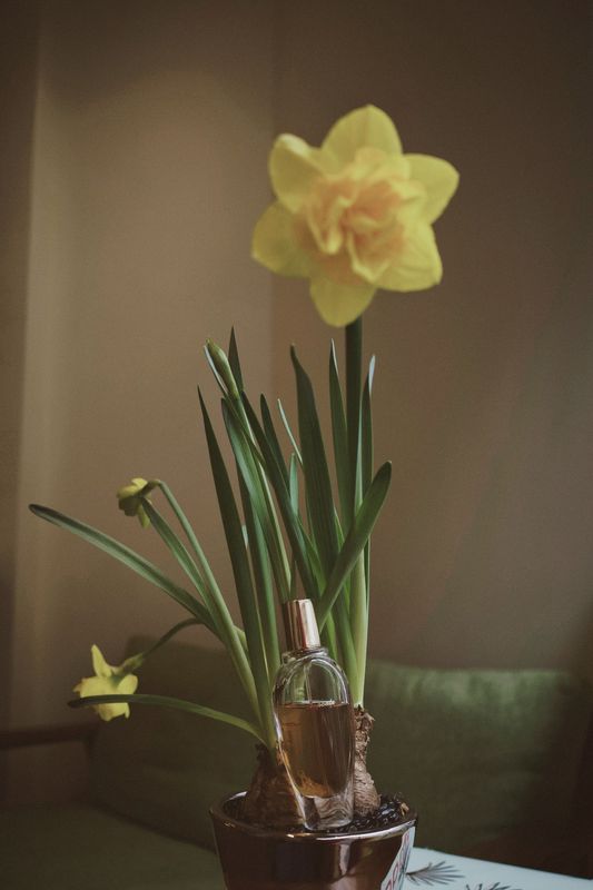 Narsicuss 35ml Extrait de Parfum