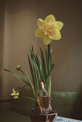 Narsicuss 35ml Extrait de Parfum