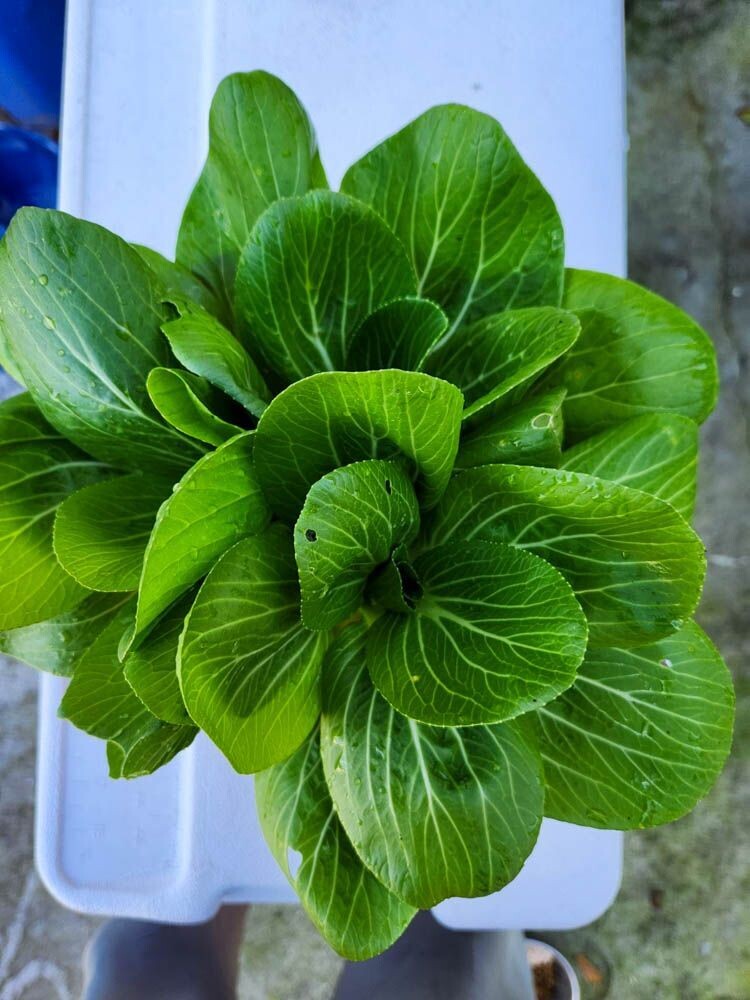 Bok Choy