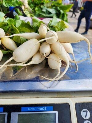 Radishes - White Icicle