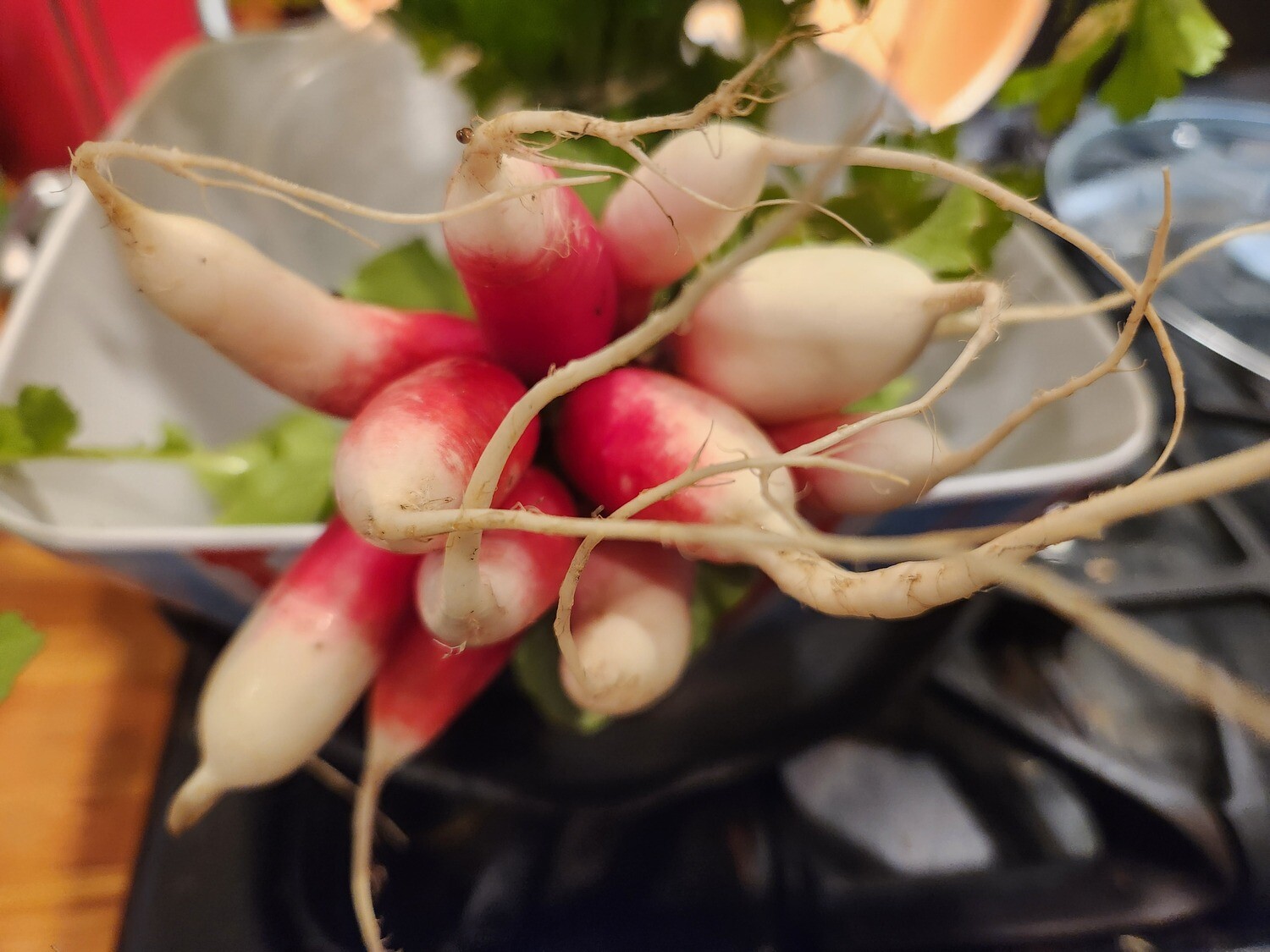 Radish - Red Breakfast