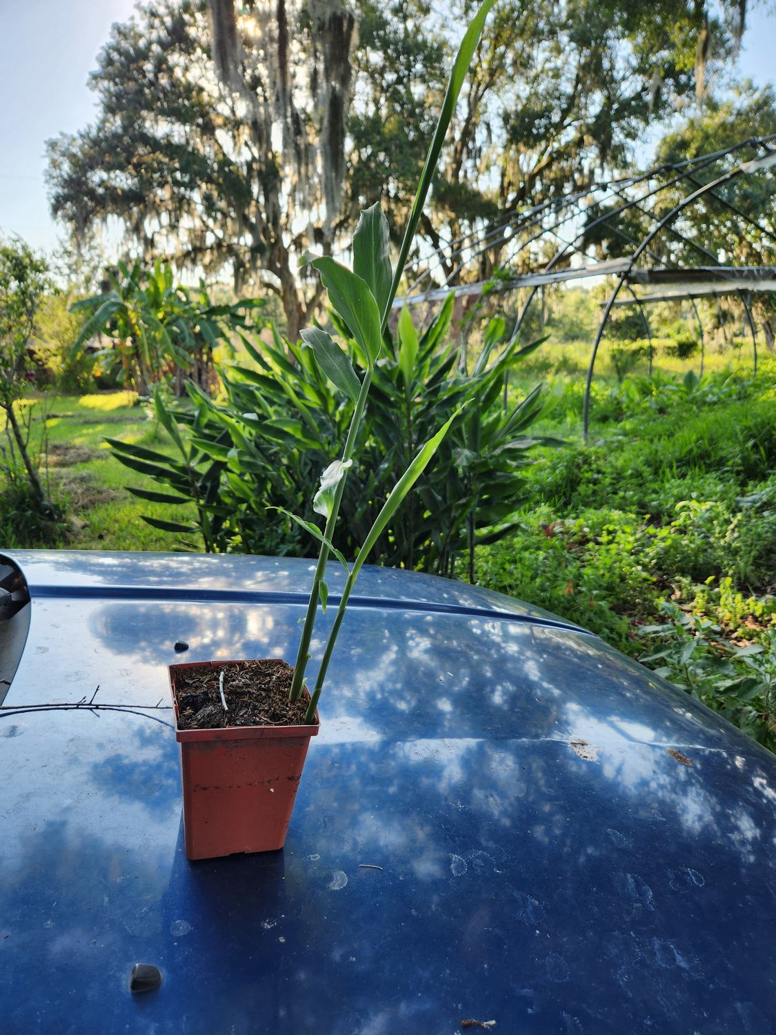 4" Peruvian Ginger Plant