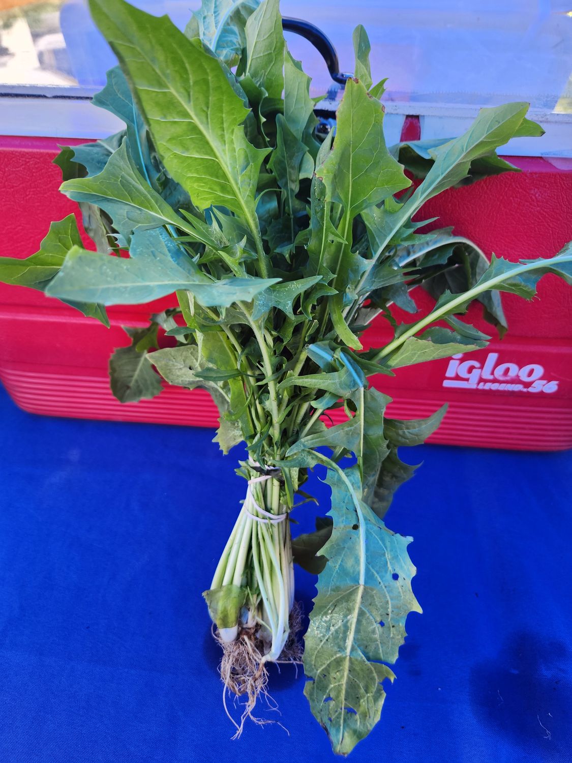 Italian Dandelion