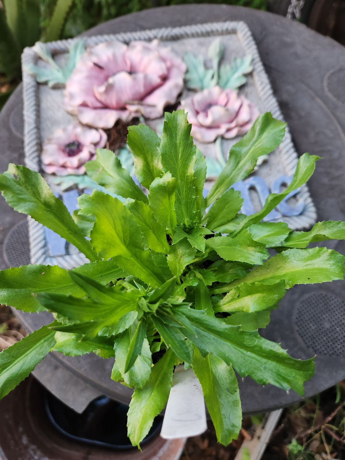 3" Culantro Plant
