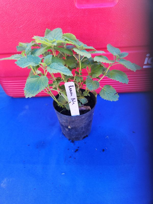 3" Lemon Balm Plant