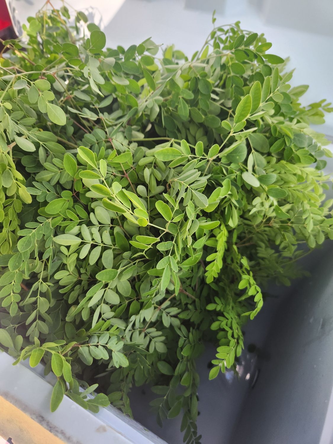 Fresh Moringa leaves