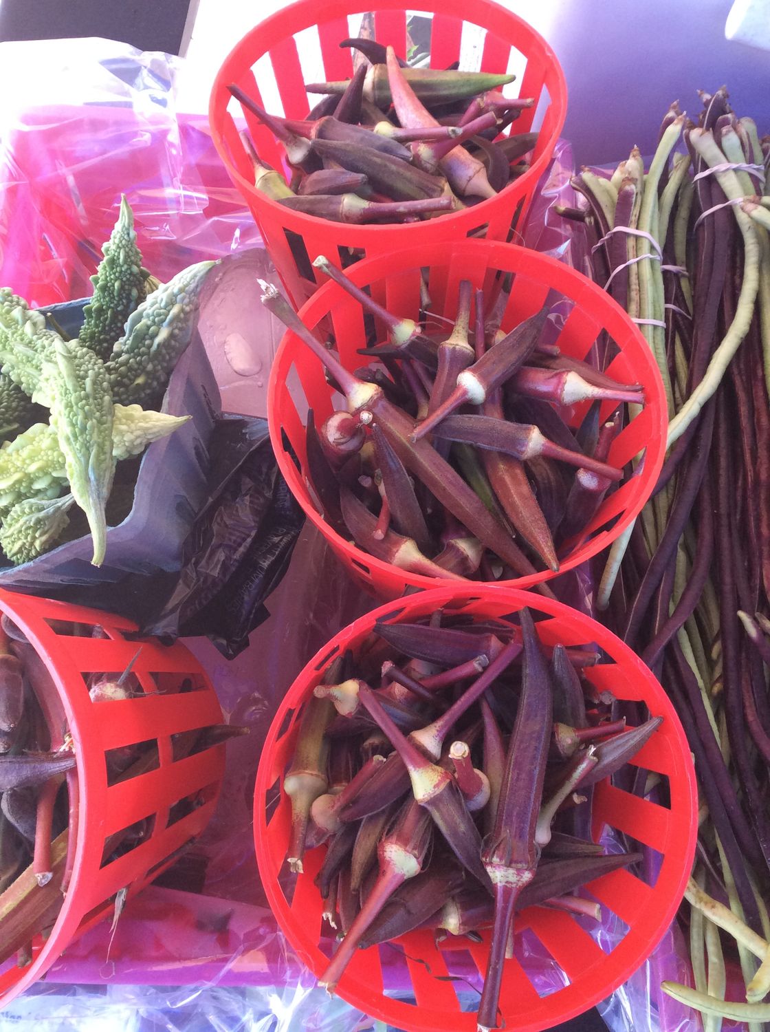 Burgundy Red Okra