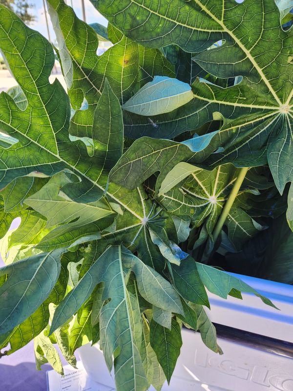 Papaya Leaves