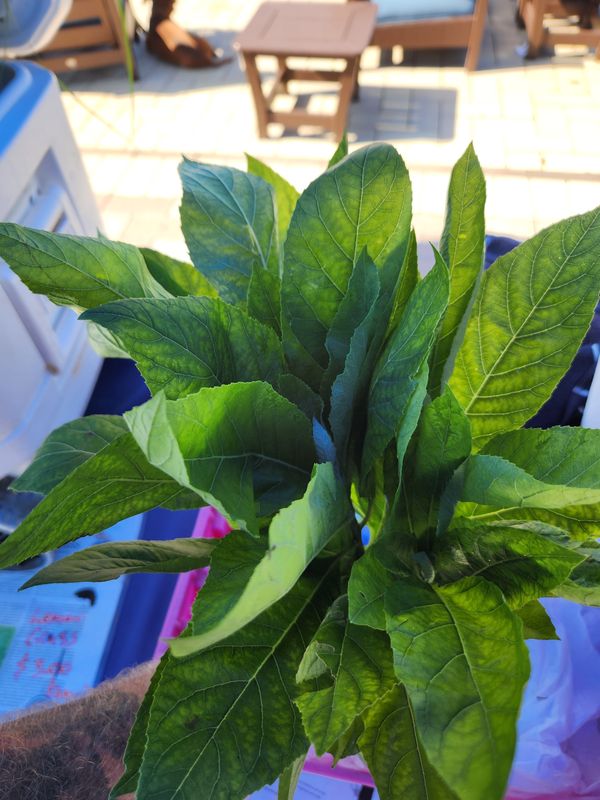 African Bitter Leaf