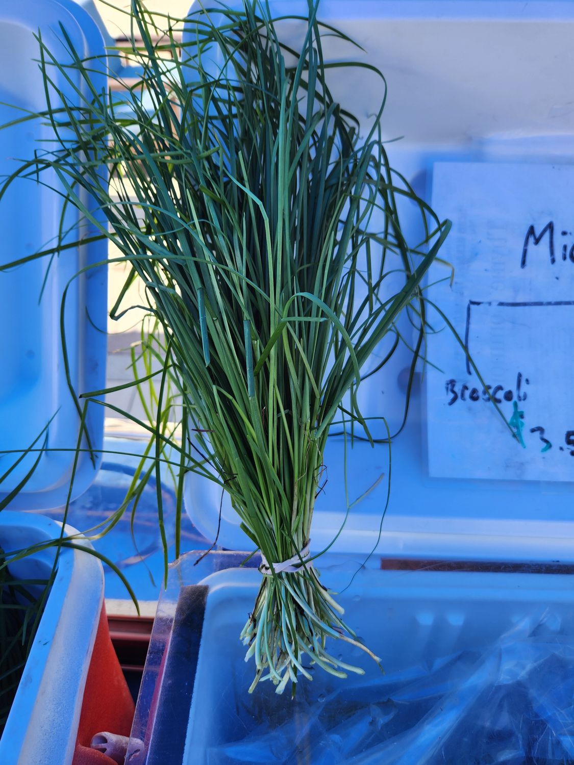Garlic Chives
