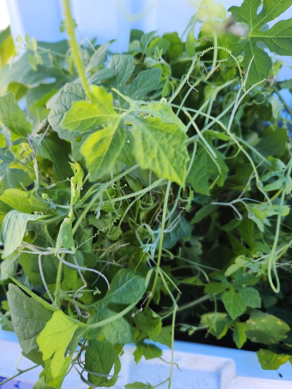 Bitter Melon Leaves