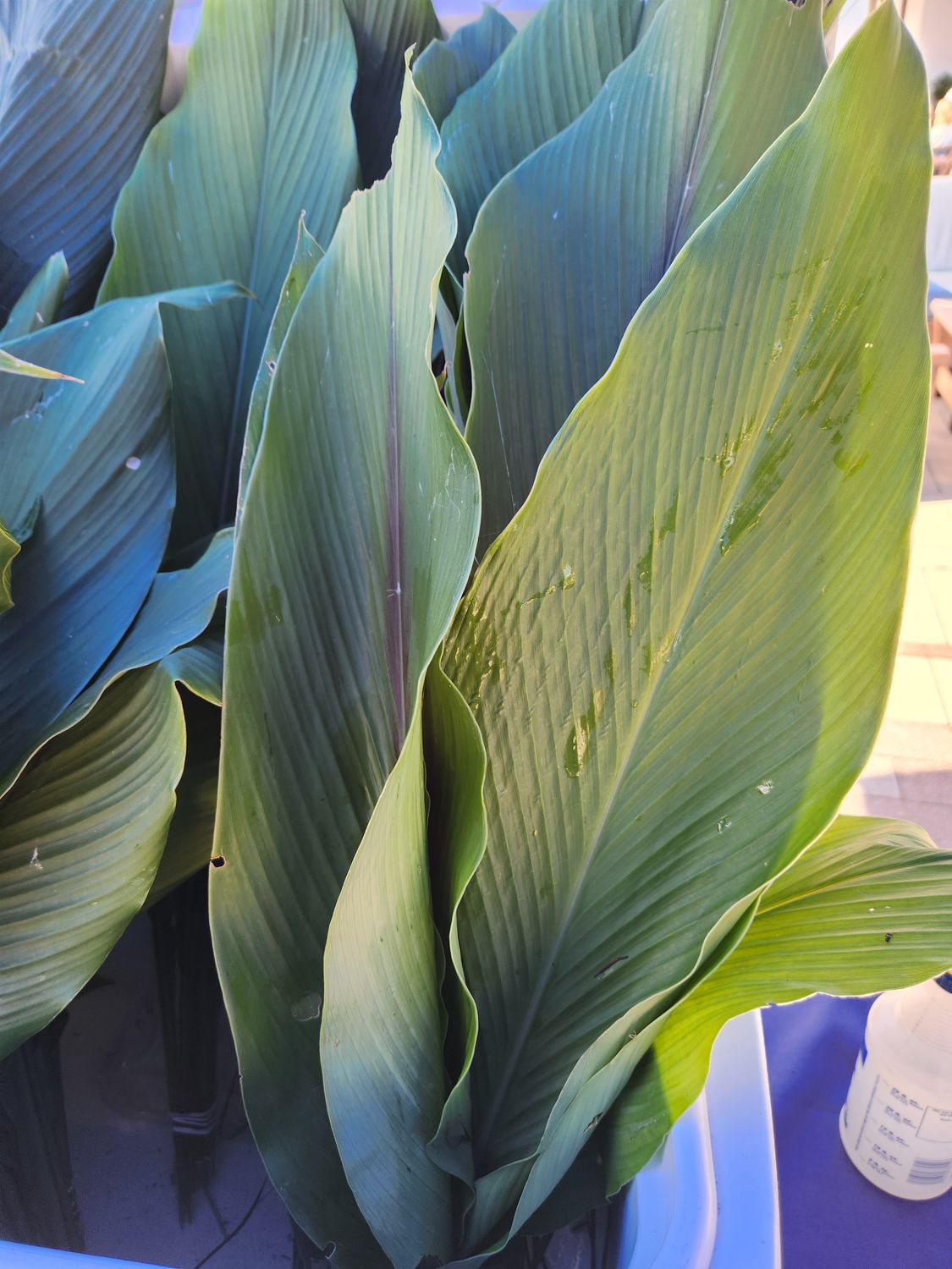 Turmeric Leaves