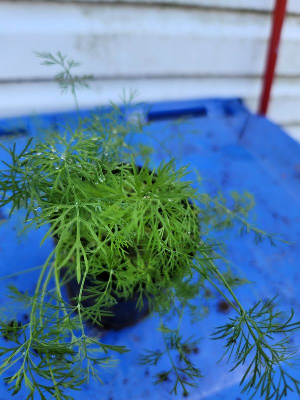 Bouquet Dill