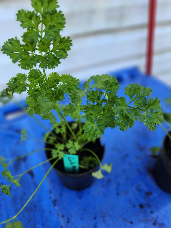 3" Curly Parsley
