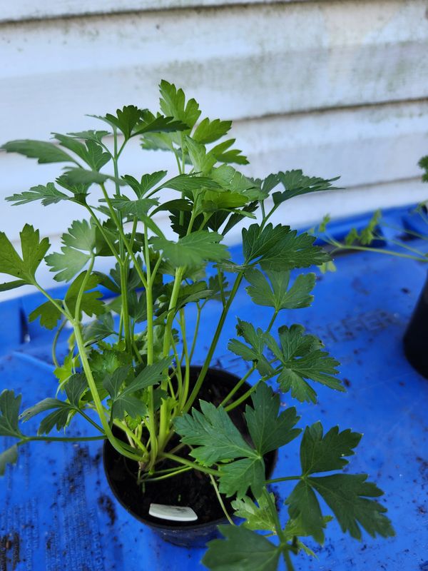 3" Italian Parsley