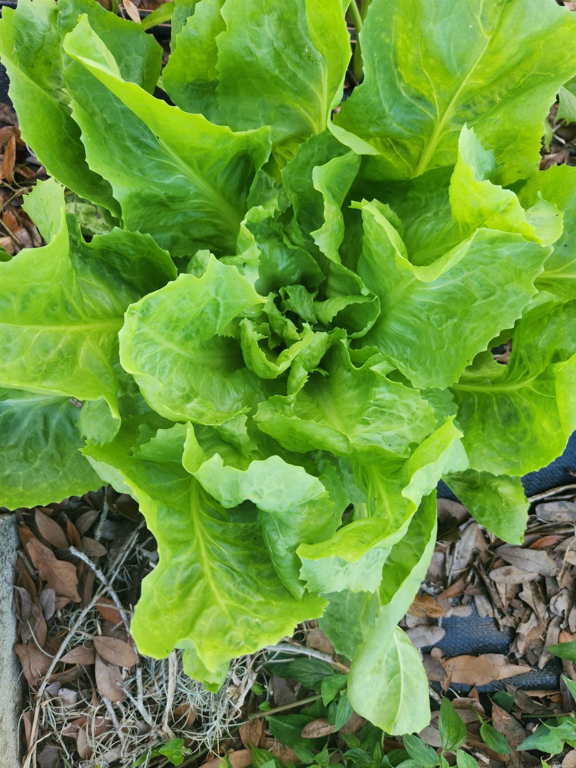 Escarole