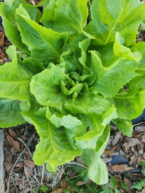 Escarole