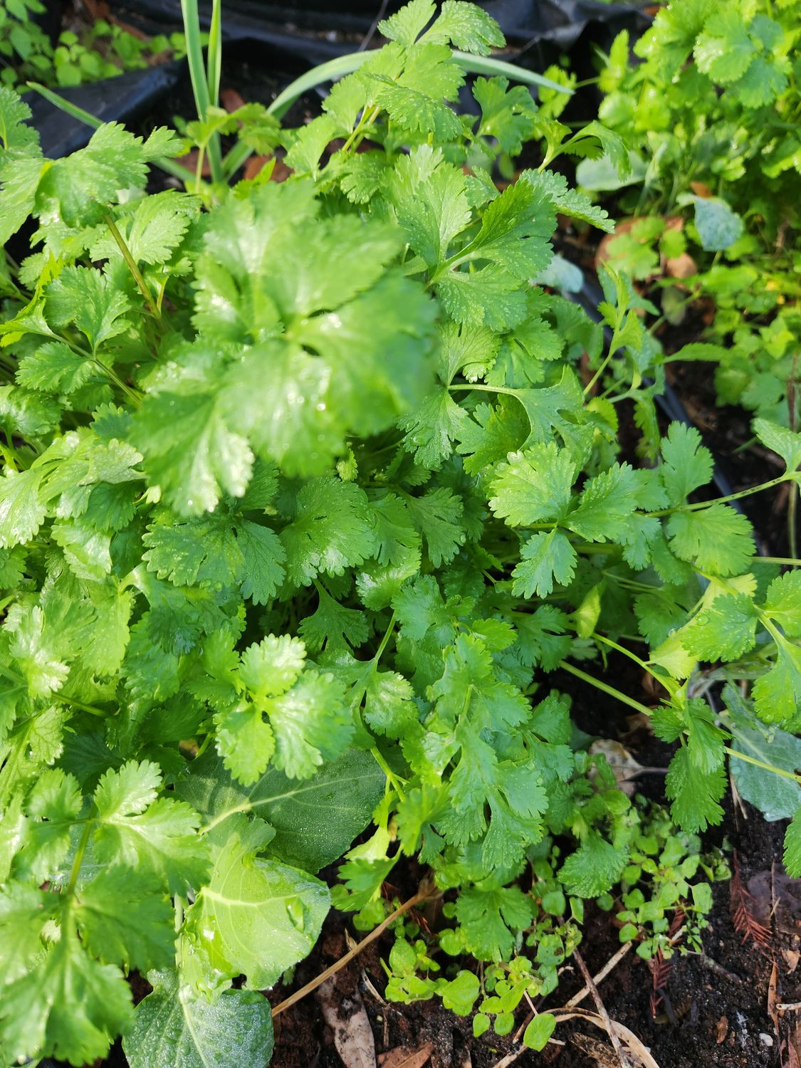 Cut Cilantro