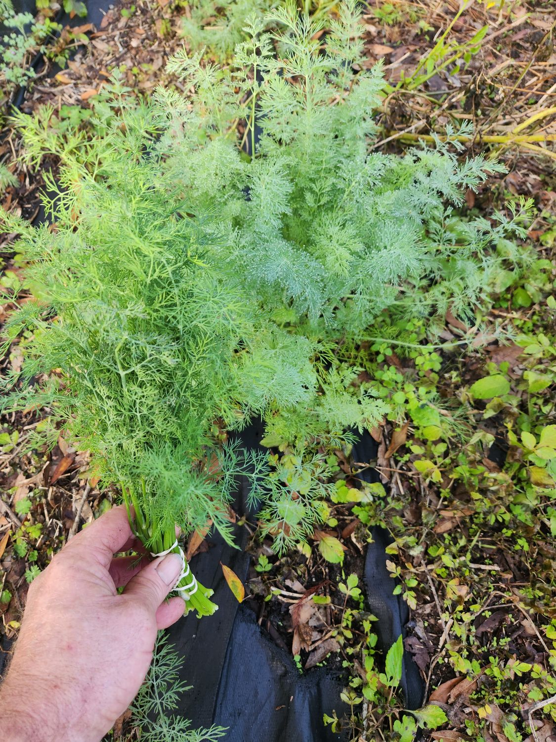 Fresh Cut Dill
