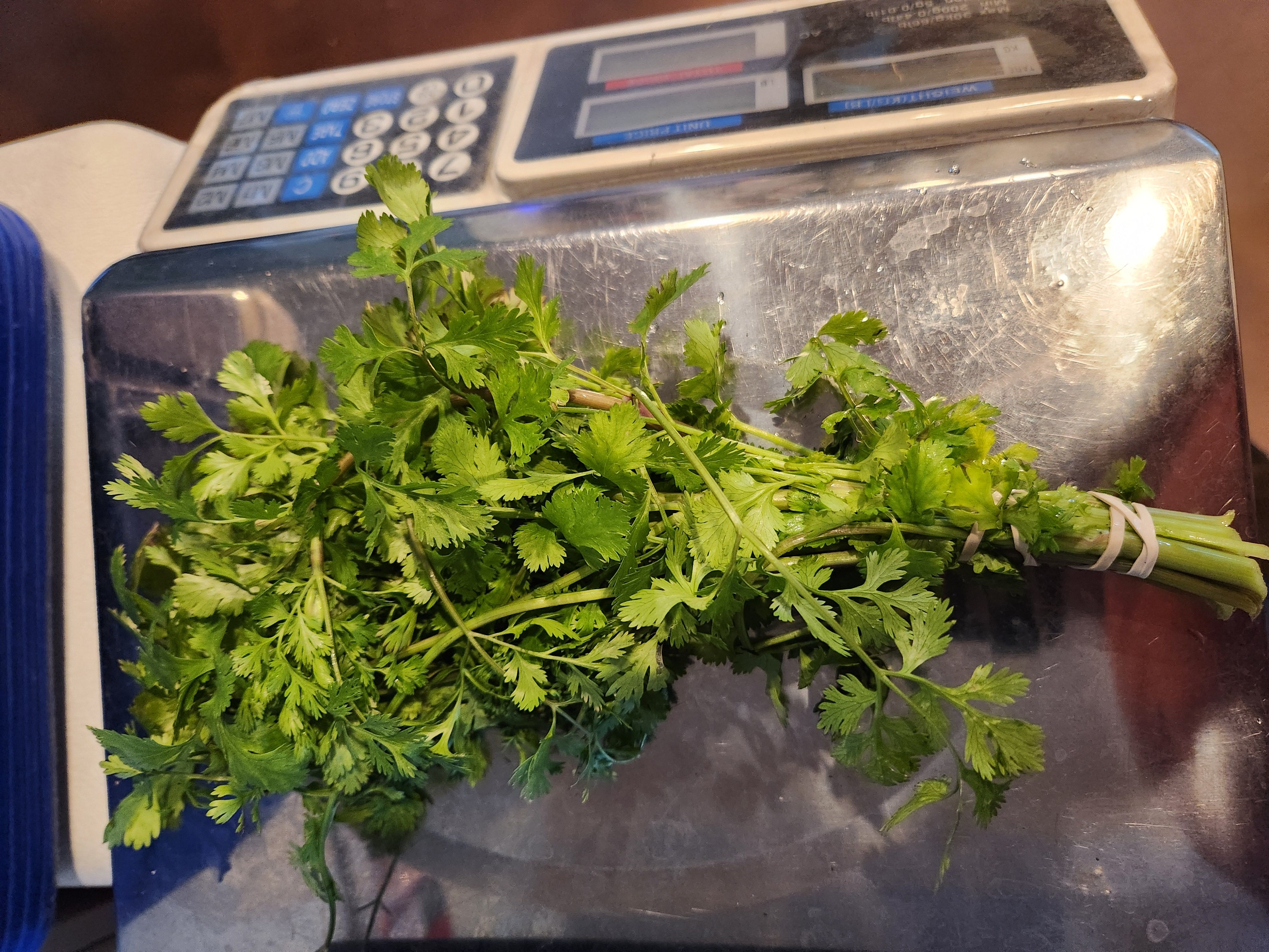 Cut Cilantro