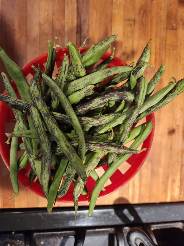 Pole Beans Rattlesnake