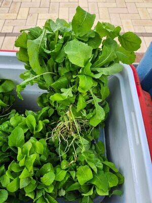 Arugula