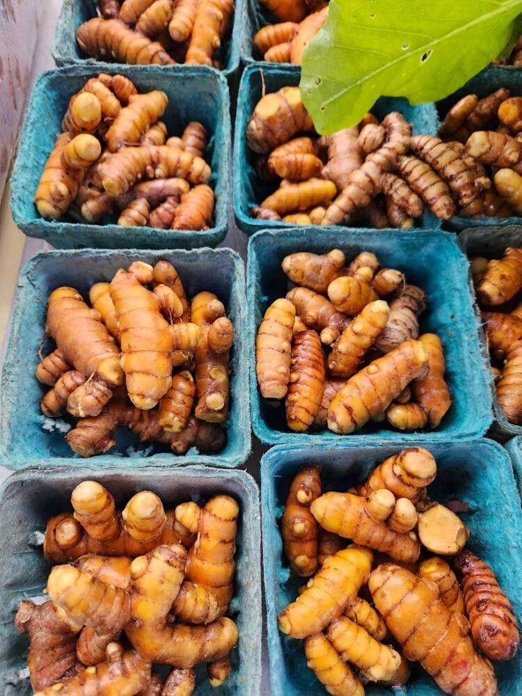 Turmeric Turmeric