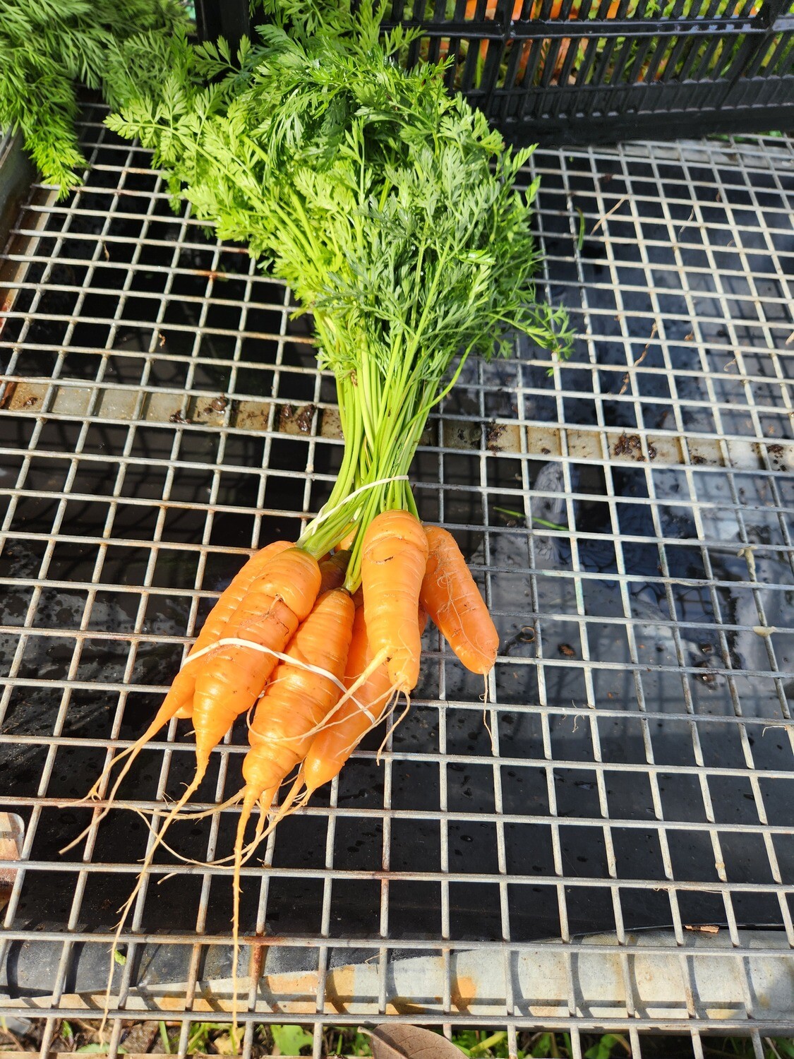 Carrots