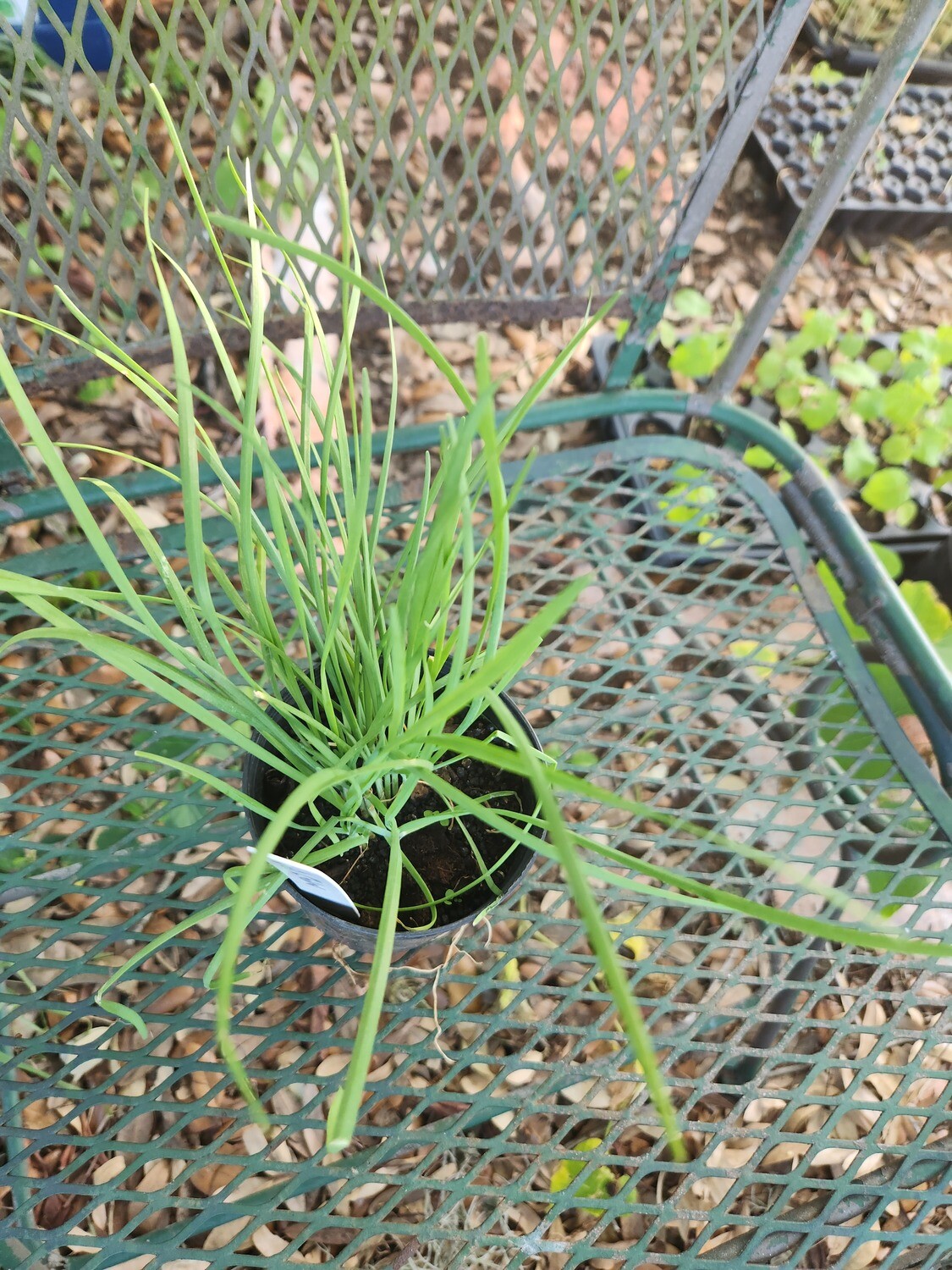 1 gallon Garlic Chives