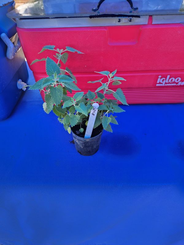 1 gallon Catnip Plant