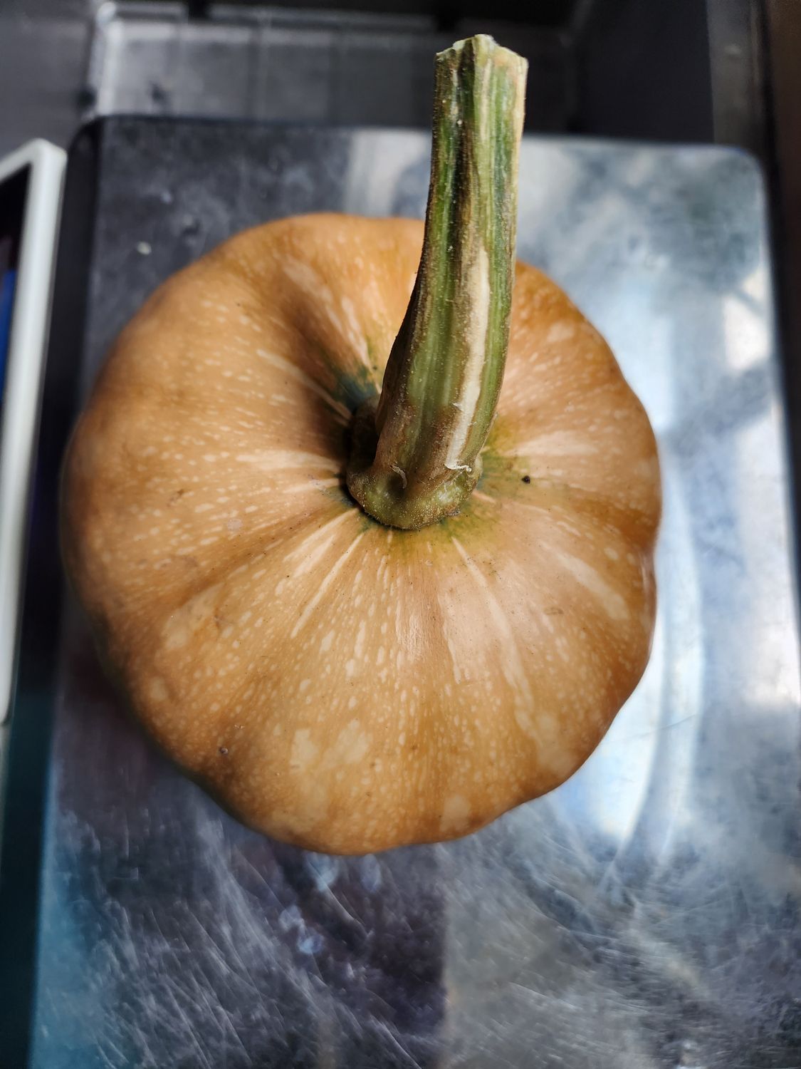 Seminole Pumpkin
