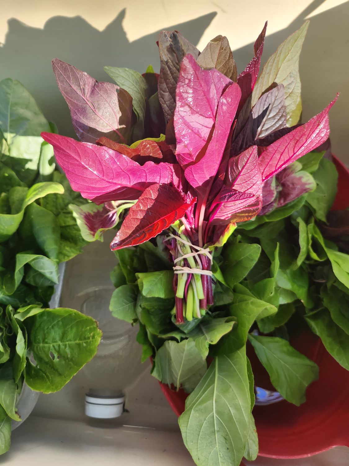 Asian Amaranth