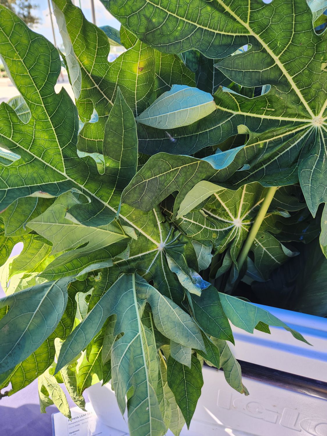 Papaya Leaves Papaya Leaves