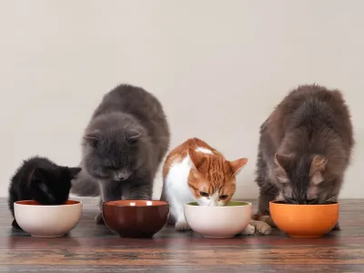 Cat Food