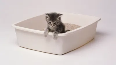 Litter and litter pans