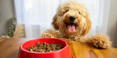 Dog Food