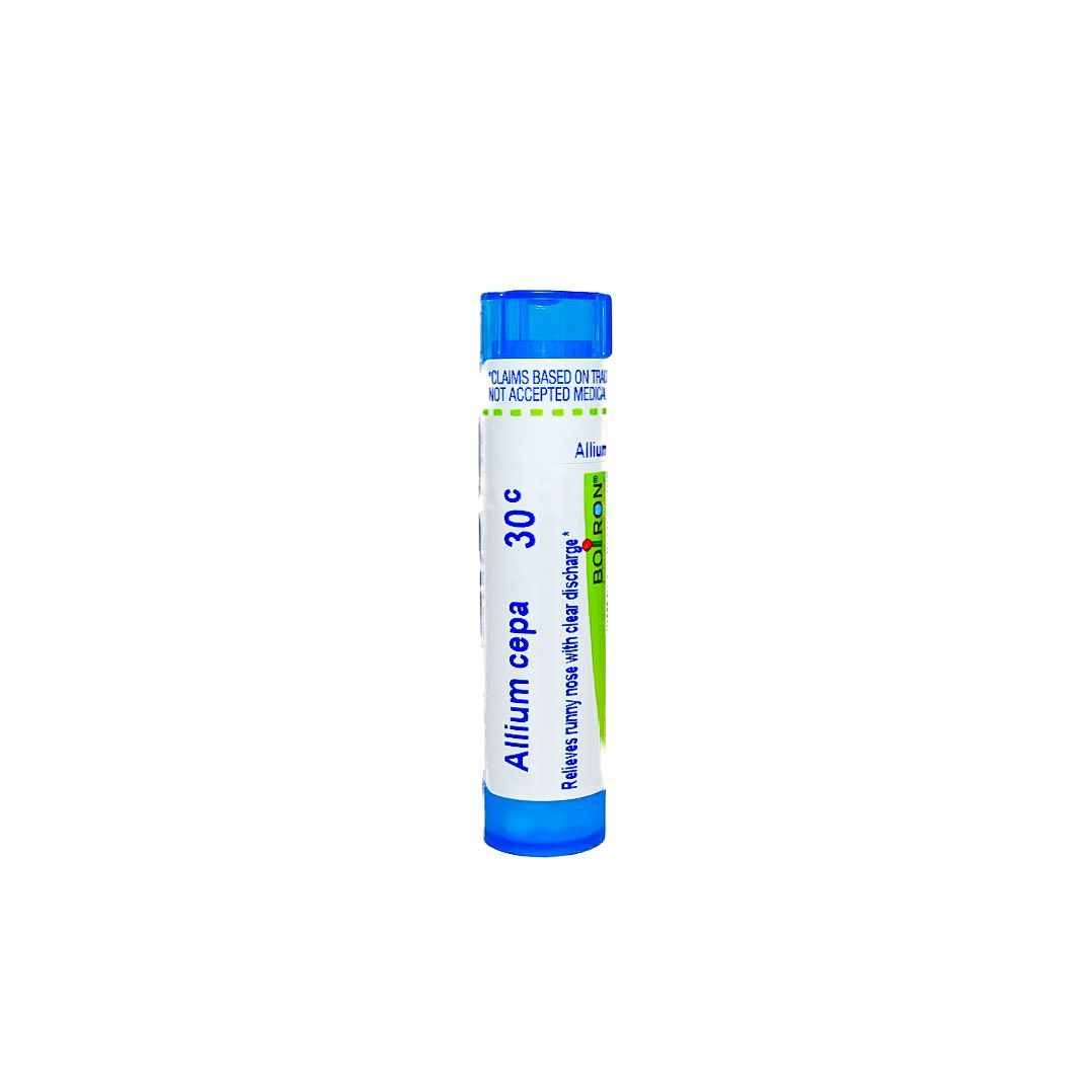 Allium cepa