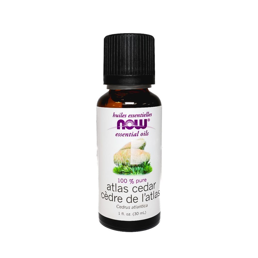 Atlas cedar cèdre de l'atlas
