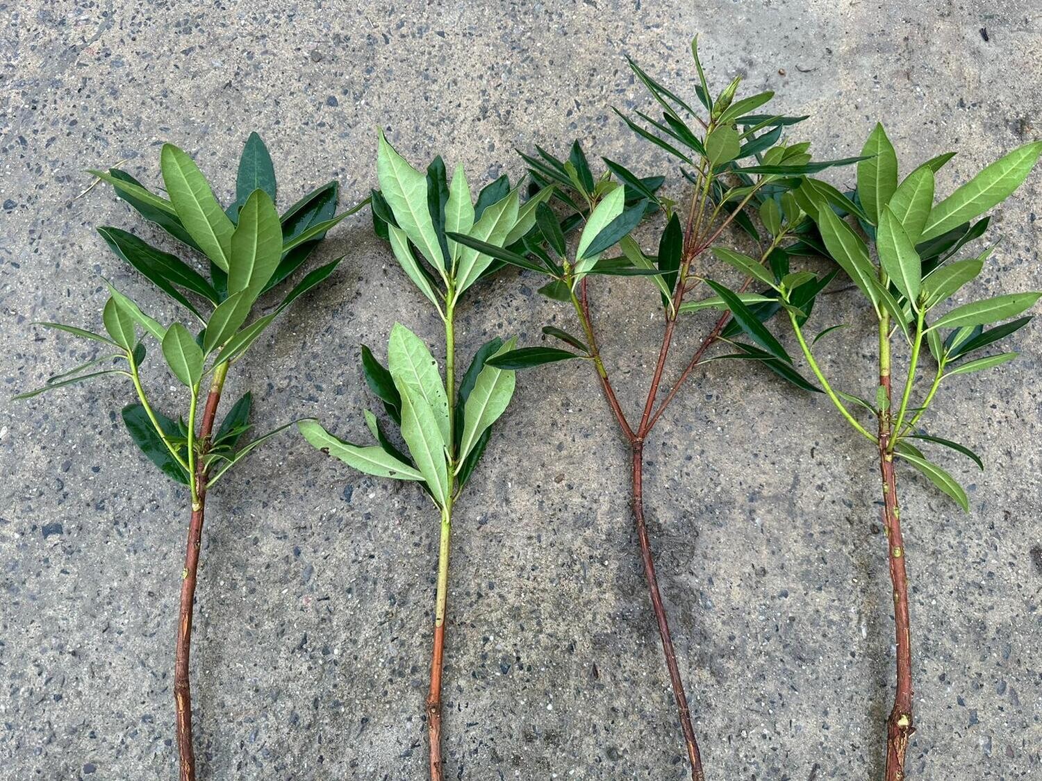 Rhodo stem