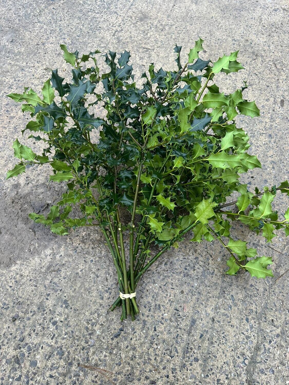 English Holly