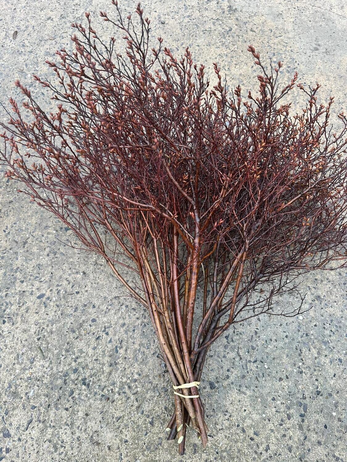 Bog Myrtle twigs