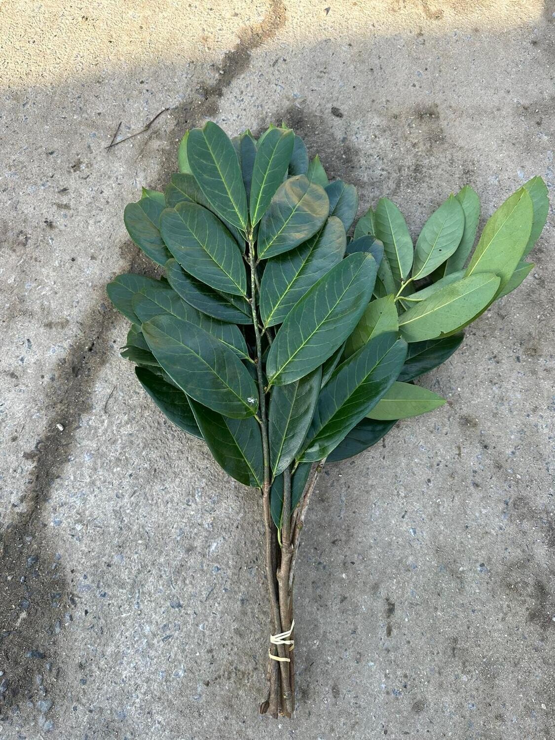 English Laurel