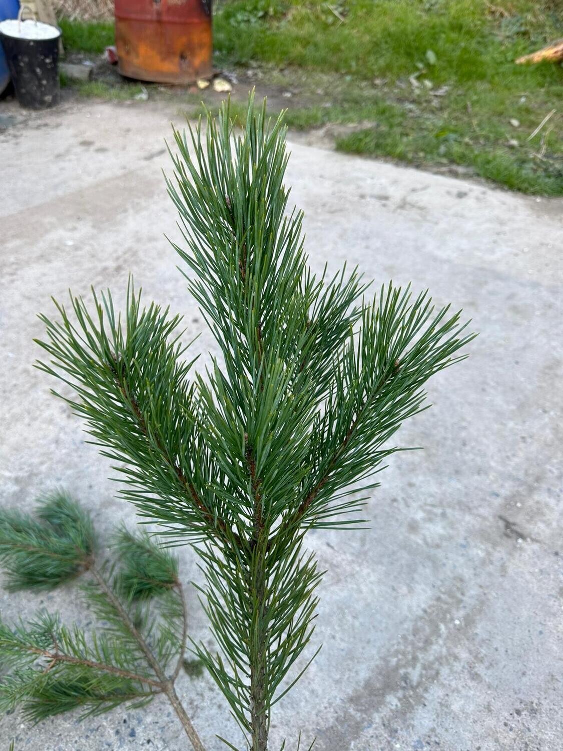 Pine twigs