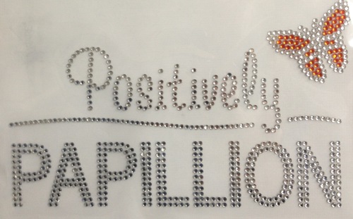 Positively Papillion