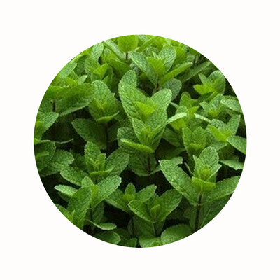 Herbal