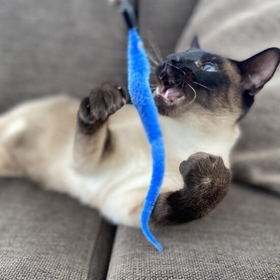 🐱 Duvoplus Catchy Speelhengel Slangen Mix – 45,5 cm Interactief Kattenspeelgoed ✨