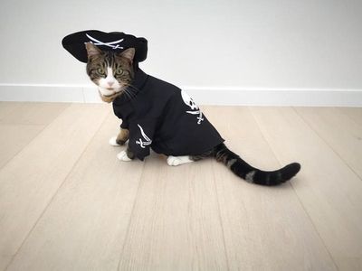 🏴‍☠️ Showtime Huisdier Kostuum Piraat – Ahoy, Kleine Piraat! ✨