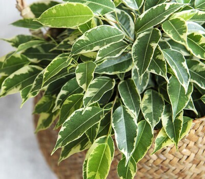 Planten/Potten